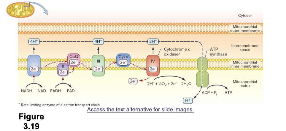 <p>What happens in Oxidative Phosphorylation?</p>