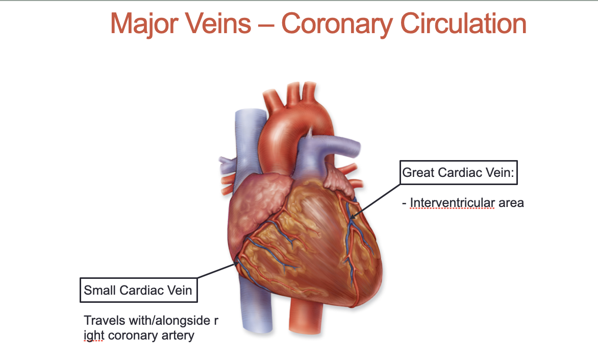 <ol><li><p>Small Cardiac Vein</p></li><li><p>Great Cardiac Vein</p></li></ol><p></p>