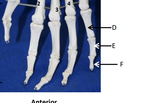 <p>What bone is at letter E?</p>