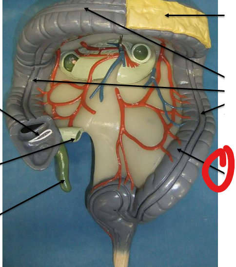 <p>Pouch like structures </p>