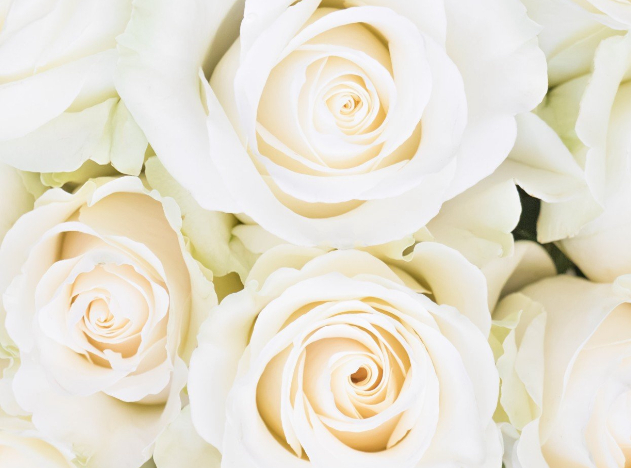 <p>Cream colored rose </p>