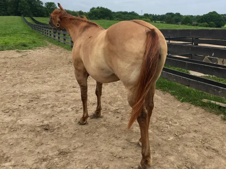<p>Horse is chestnut (tan body) with red mane, tail, and markings</p>