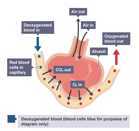 <ul><li><p>A — Deoxygenated</p></li><li><p>B — Air out</p></li><li><p>C — Air in</p></li><li><p>D — Oxygenated</p></li><li><p>E — Aveoli</p></li><li><p>F —  CO₂</p></li><li><p>G — O₂</p></li><li><p>H — Red blood cells in capillary</p></li></ul><p></p>