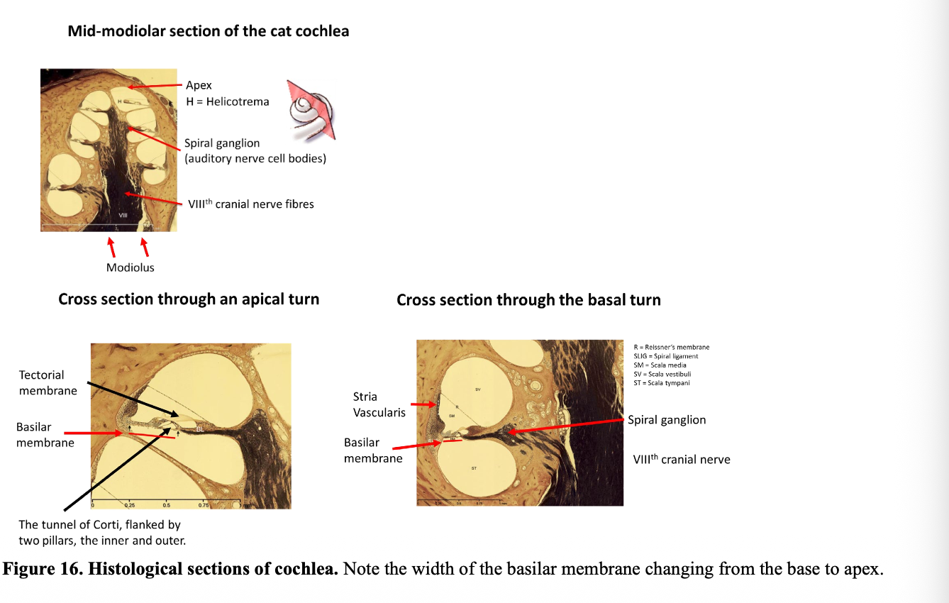 <ol><li><p>Basilar membrane at the bottom (33mm)</p></li><li><p>Inner hair cells</p></li><li><p>Outer hair cells</p></li><li><p>Tectorial membrane</p></li><li><p>Sulcus</p></li><li><p>Connecting auditory nerve</p></li></ol><p></p>
