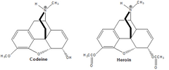 <p>Why is codeine a mild analgesic and antitussive agent and not abusive like heroin?</p>