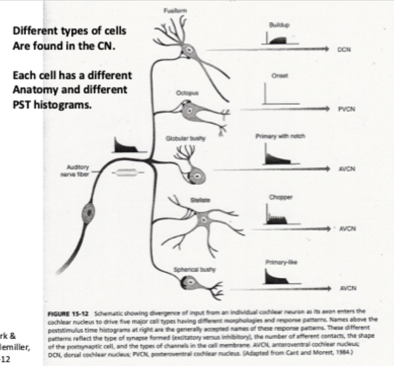 <ul><li><p><strong>Spherical bushy cells:</strong> Primary-like, timing info, superior phase locking</p></li><li><p><strong>Globular bushy cells:</strong> Primary with notch, superior phase locking, timing info, slightly weaker than spherical bushy cells</p></li><li><p><strong>Stellate cells:</strong> Chopper: intensity of the signal, poor phase locking, spectral info, wide dynamic range</p></li><li><p><strong>Octopus cells:</strong> Onset; precise onset info, poor frequency tuning</p></li><li><p><strong>Fusiform cells (DCN):</strong> Build up, Narrow frequency tuning, Inhibited by broadband noise</p></li><li><p>parallel processing starts at the cochlear nucleus: auditory nerve diverges, connecting to different cells that attract different info from same signal, create separate streams of auditory signals</p></li><li><p>BUSHY CELLS: primary-likem convey TEMPORAL/TIMING info</p></li></ul><p></p>