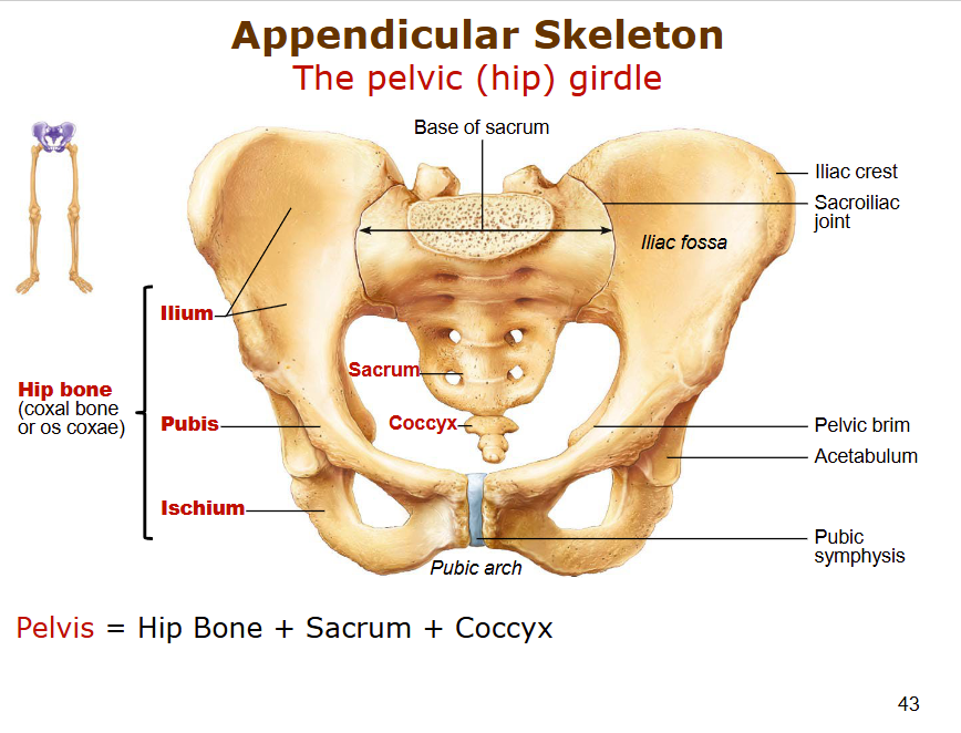 <p>female - pubic aerch greater than 90</p><p>wider pelvis, heart shaped, larger saccrococcygeal curvature. pelvic brim is larger, circular, wide greater sciatic notch</p>