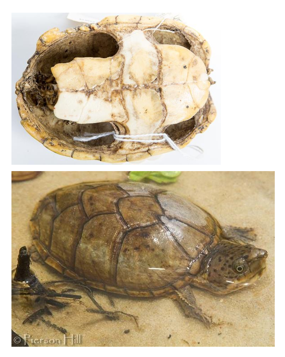 <p>Order: Chelonia (Testudines)</p><p>Suborder: Cryptodira</p>