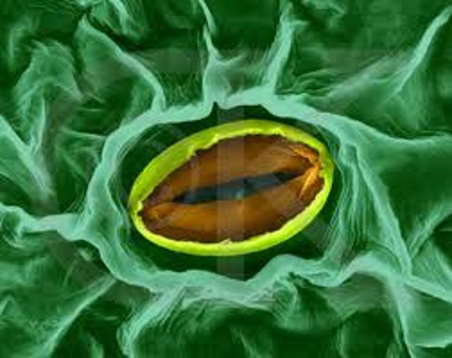 <p>Microscopic openings on a leaf surface that permit gas exchange.</p>