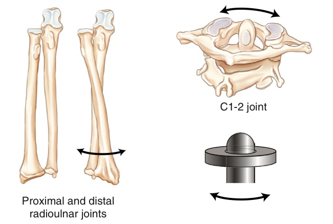<p>what movement are these joints?</p>