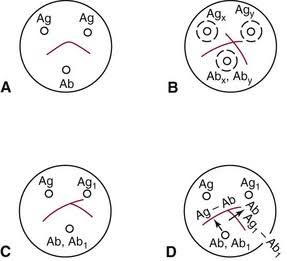 <p>what is C’s reaction</p>