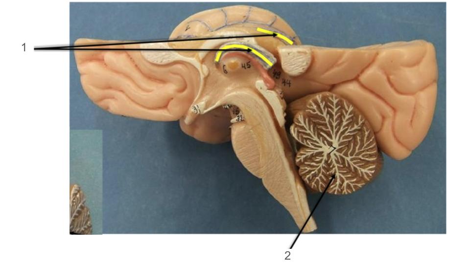 <p>1, blood vessels</p>