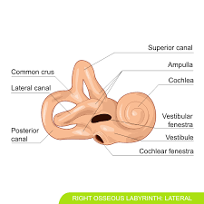 <p>inner ear</p><p>perilymph filled</p>