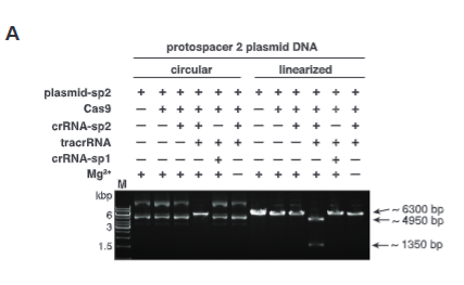 <p>explain fig 1 A Jinik</p>