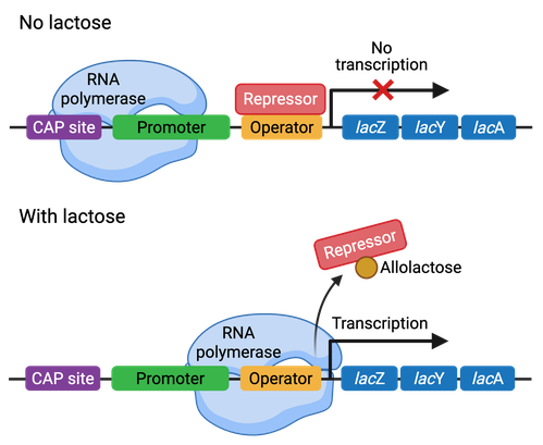 <p>a DNA sequence where RNA polymerase and other transcription machinery bind to initiate transcription</p>