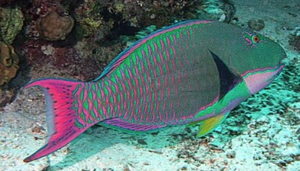 <p>Teeth fused into beak, colourful, long continuous dorsal fin, medium sized</p>