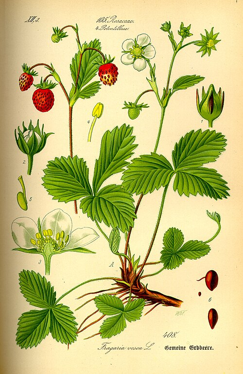 <p>Smultron   (Rosaceae)</p>