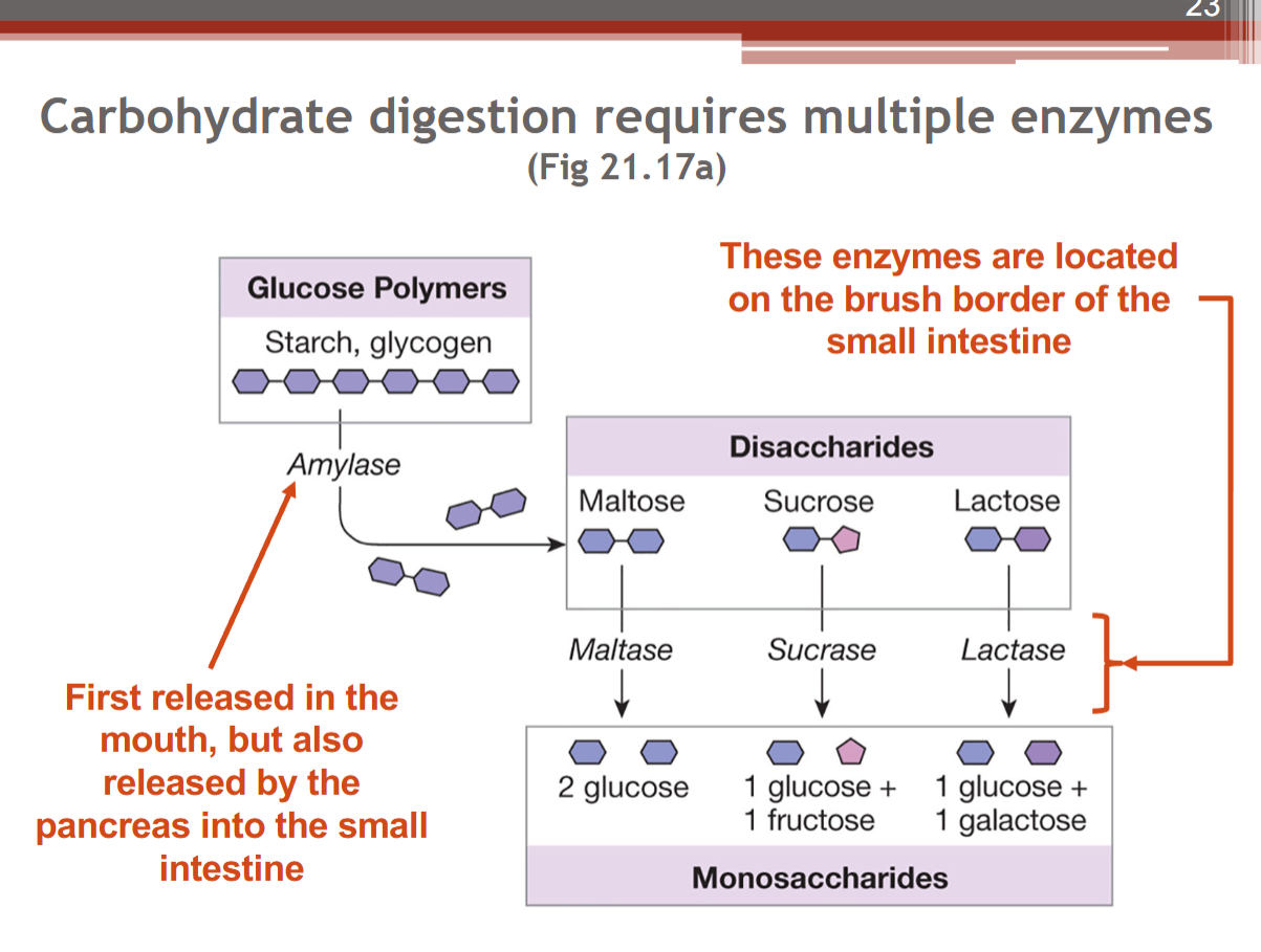 <p>Carbohydrate digestion requires multiple enzymes</p>