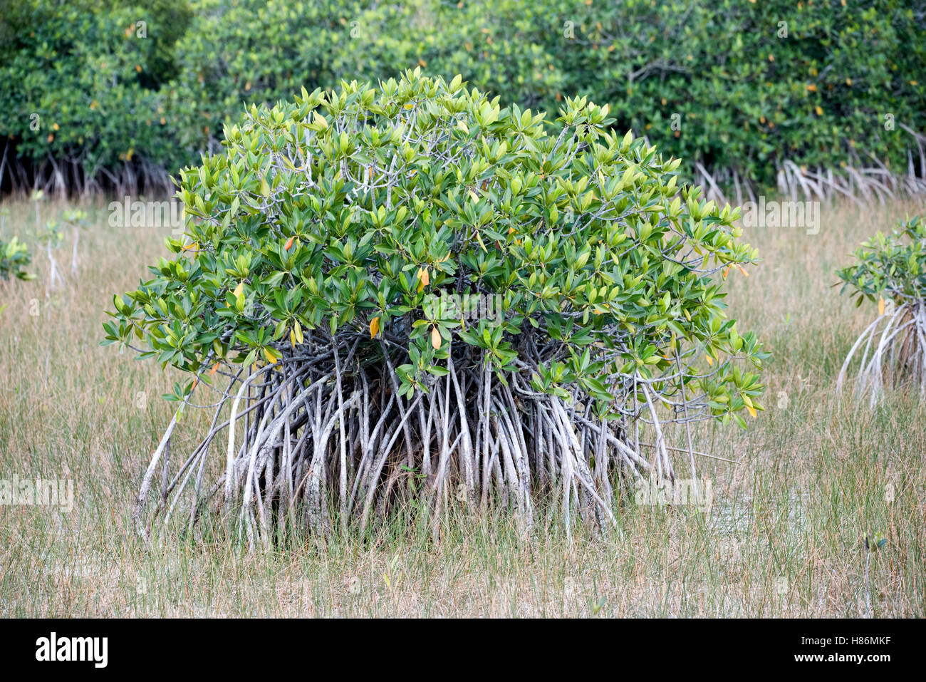 <p>White Mangrove</p>