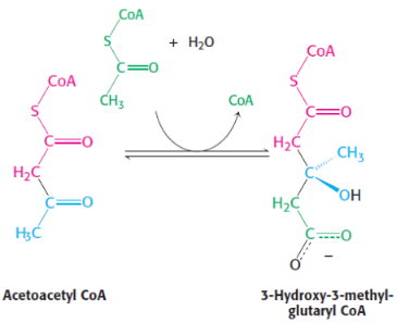 <p>2nd step of ketone bodies synthesis</p><p>catalysed by <span style="background-color: transparent;"><strong>hydroxymethylglutaryl CoA synthase</strong></span></p>