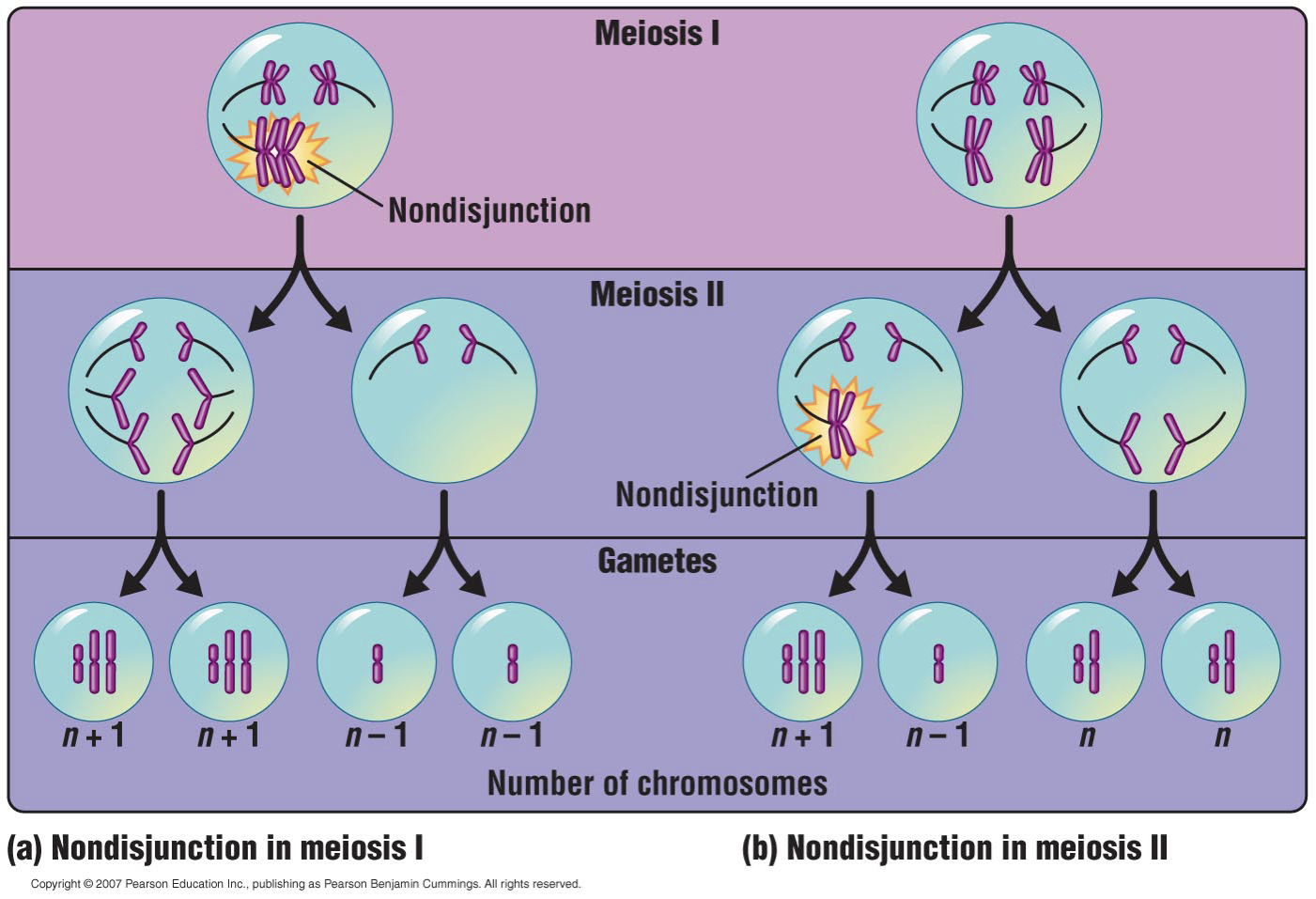 <p>When individuals have 2n+1 or 2n-1 chromosome</p><p>Caused by<strong> nondisjunction</strong>: failure of chromosomes to separate properly during meiosis. The mitotic spindles don’t properly attach properly, and the M checkpoint didn’t check.</p><p>eg. Trisomy 21</p><ol><li><p><strong>Primary Nondisjunction</strong></p></li></ol><p>•Occurs during Meiosis 1</p><p>•Homologous chromosomes do not separate (much more common)</p><ol start="2"><li><p><strong>Secondary Nondisjunction</strong></p></li></ol><p>•Occurs during Meiosis 2</p><p>•Sister chromatids do not separate</p>