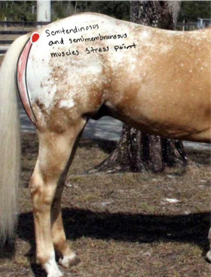 <p>Semitendinosus and Semimembranosus muscle; extension of hip and hock, flexes rifle and rotates leg.</p>