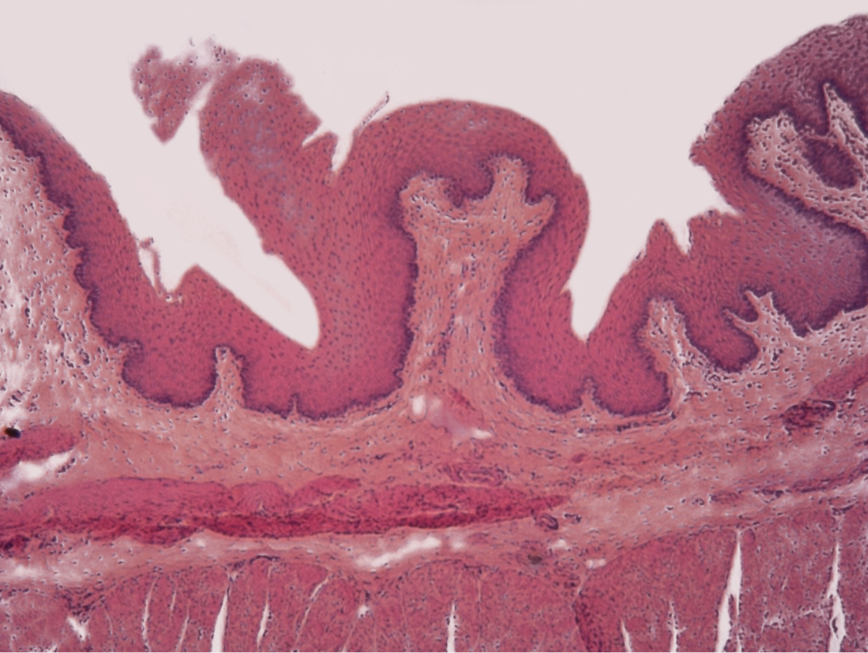 <p>this image is of what structure?</p>