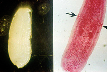 <p>Identify the parasite and which part it is, the arrows are pointing to its two genital openings:</p>
