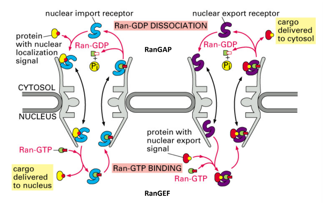 <ol><li><p>Exportin = nuclear export receptor → recognizes Nuclear Export Signal (NES) + cargo molecule</p></li><li><p>Exportin + cargo (tripartite complex) bounded by Ran-GTP → ACTIVATES export </p></li><li><p>Exportin + cargo (tripartite complex) encounters cytoplasmic RanGAP</p><ol><li><p>RanGTP → RanGDP</p></li></ol></li><li><p>Exportin + cargo (tripartite complex) + RanGDP → DISSOCIATE </p></li><li><p>Cargo = delivered </p></li><li><p>Exportin returns to nucleus </p></li><li><p>Ran-GDP → nucleus by <strong>NTF2</strong> (specific import receptor)</p><ol><li><p>Nuclear Transport Factor 2 = cytosolic protein → imports Ran-GDP from cytoplasm → nucleus</p></li></ol></li></ol><p></p>