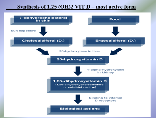 <ul><li><p>Vitamin D directly absorbs calcium and phosphate ions from the GI tract (from diet) into blood</p></li><li><p>Under hypocalcemic conditions when PTH present = 1, 25 (OH)2 Vit D synergizes with PTH to stimulate bone resorption, calcium reabsorption and calcium absorption from the small intestine</p><ul><li><p>Taking high levels of vitamin d without adequate intake of calcium = bone breakdown predisposing you to developing osteoporosis + hypercalcemia</p></li></ul></li><li><p>Under hypercalcemic conditions when PTH absent = 1, 25 (OH)2 Vit D activates osteoblasts to stimulate bone formation and the mineralization of bone tissue using excess calcium in blood to drop blood calcium levels back into normal range</p><ul><li><p>1,25 (OH)2 Vit D is essentially interested in maintaining  a normocalcemic condition.</p></li></ul></li></ul><p></p>