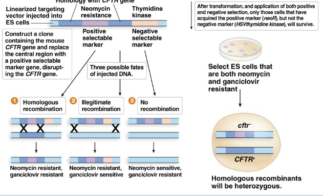 <ul><li><p>by homologous recombination</p></li></ul><p></p>