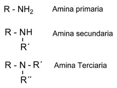<p>Grupo Funcional: -NH₂ (amino) </p><p>Origen: Sustitución parcial o total de los H del amoníaco (NH₃) por radicales alquilo 🔄</p><p>📘 Nomenclatura IUPAC</p><p>Nombre del hidrocarburo + "amina" (sin la "o" final del alcano primario)</p><p>Ejemplo: CH₃-NH₂ → Metanamina ✅</p><p>🏷️ Nomenclatura Común</p><p>Nombre del grupo alquilo + "amina"</p><p>Ejemplo: CH₃-NH₂ → Metilamina</p><p>🧪 Ejemplos Clave:</p><p>CH₃-NH₂</p><p>IUPAC: Metanamina ✅</p><p>Común: Metilamina</p><p>CH₃CH₂-NH₂</p><p>IUPAC: Etanamina</p><p>Común: Etilamina</p><p>CH₃-NH-CH₃</p><p>IUPAC: N-Metilmetanamina</p><p>Común: Dimetilamina</p><p>(CH₃)₃N</p><p>IUPAC: N,N-Dimetilmetanamina</p><p>Común: Trimetilamina</p><p>💡 Regla mnemotécnica: IUPAC: alcano → "anamina" (metano → metanamina) Común: alquilo + "amina" (metil → metilamina)</p><p>⚠️ Para aminas secundarias/terciarias:</p><p>IUPAC: se usa N- para indicar sustituyentes en el N.</p><p>Común: se listan los grupos por orden alfabético + "amina".</p>