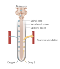 <p>1. hydromorphone </p><p>2. meperidine </p><p>đź’ˇwhen a hydrophillic opioid is injected into the CSF, it tends to remain there & achieves a higher level of block: morphine, meperidine, & hydromorphone</p><p>đź’ˇwhen a lipophillic opioid is injected into the CSF, it is more likely to diffuse across lipid membranes & enter systemic circulation; this limits the height of the block: fentanyl & sufentanil</p>
