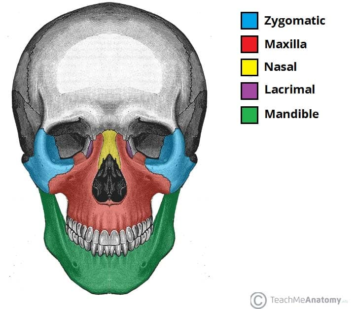 <p>14 bones, including the maxilla, mandible, and nasal bones</p>