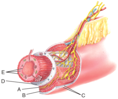 <p>d. Mucosa</p>