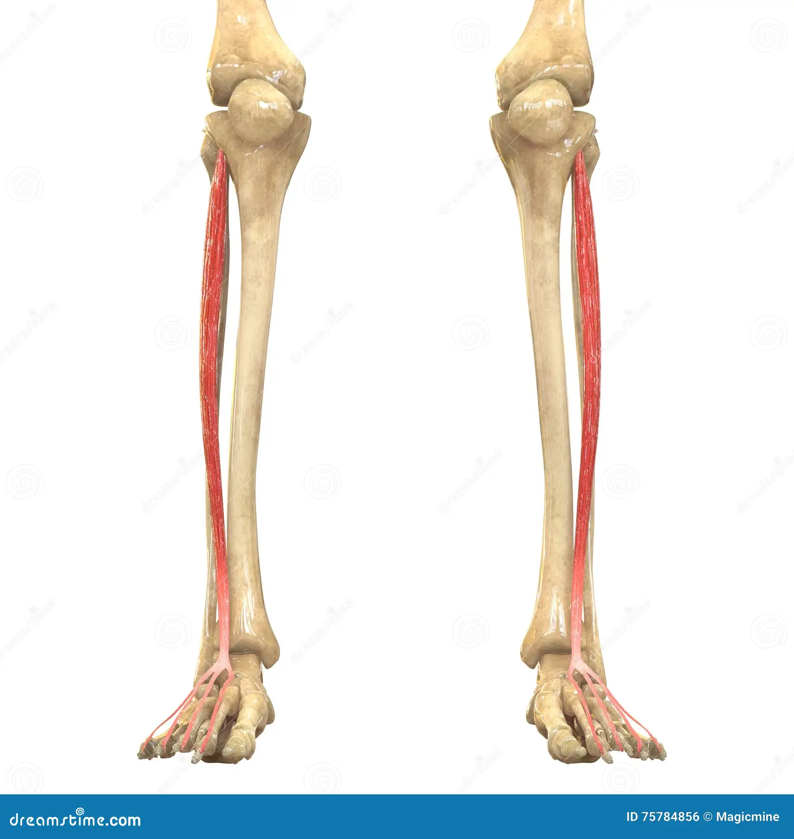<p>Ankle - dorsal flexion </p><p>Foot - pronation (abduction, eversion, and dorsiflexion) </p><p>Toes - extension of middle and distal phalanges of toes 2-5</p>