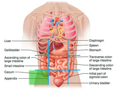 <p>Lower right abdominal region</p>