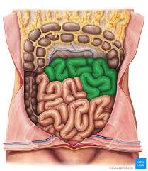 <ul><li><p>middle region of small intestine</p></li></ul><p></p>