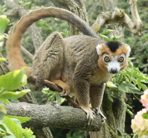 <p>Crowned Lemur</p>