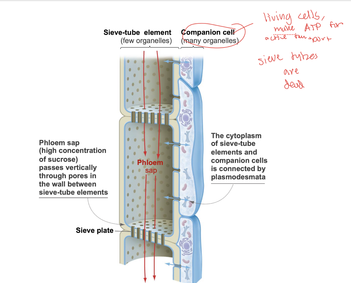<p>Sieve-tube elements.</p>