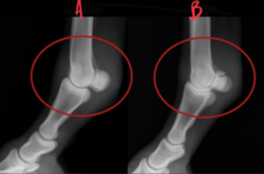 <p>Which image best visualizes the pastern joint?</p>