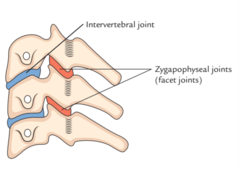 <p>intervertebral joint and the zygapophyseal joints</p>