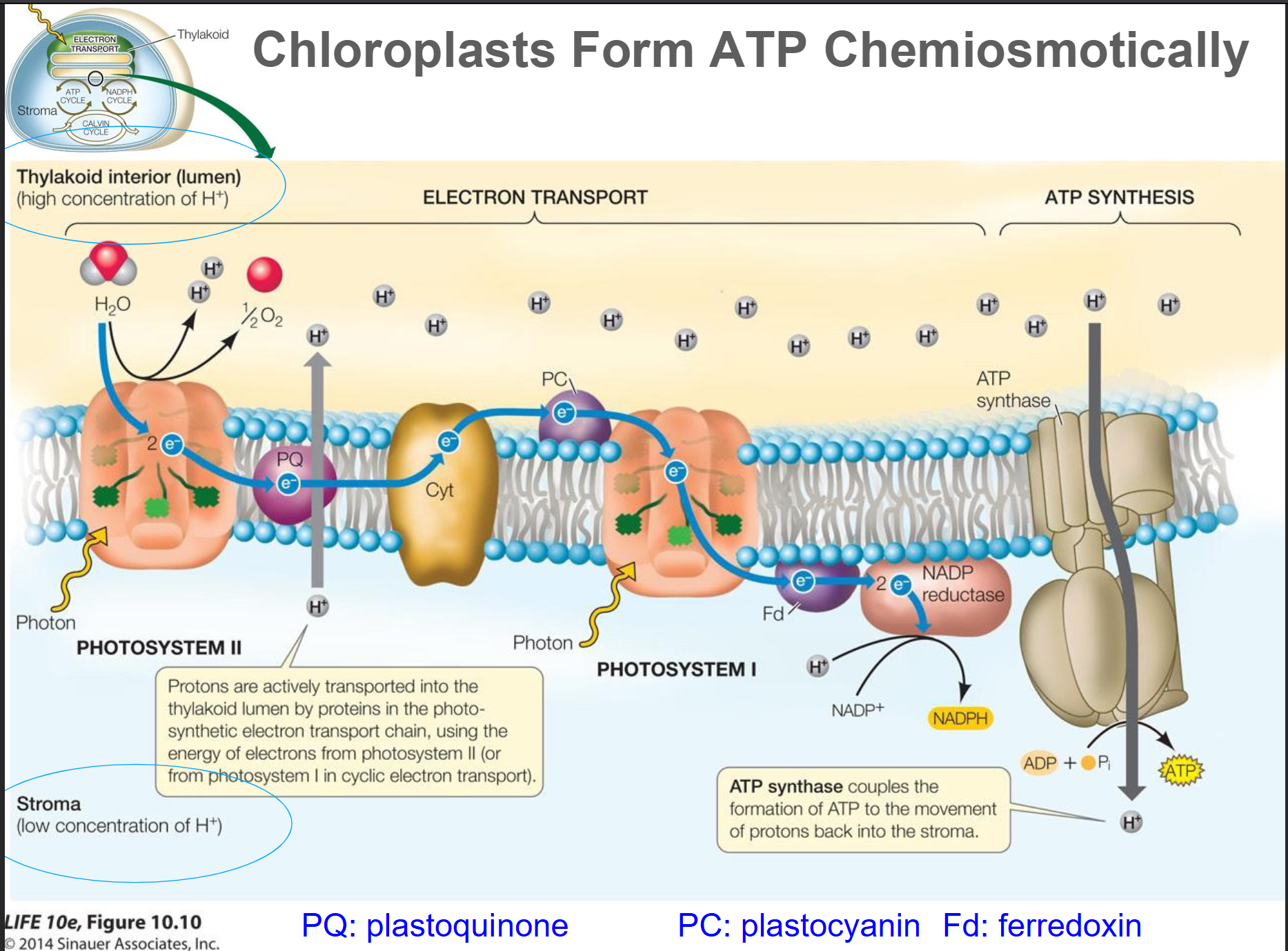 <ul><li><p><strong>The Path:</strong> Electrons start at <strong>Photosystem II (PSII)</strong>, move through an electron transport chain to <strong>Photosystem I (PSI)</strong>, and finally end up at <strong>NADP⁺</strong>.</p></li><li><p><strong>Photolysis:</strong> To replace the electrons leaving PSII, water molecules are split (<span>H2O → 2H+ + ½ O2 + 2e-</span>. This is why plants release <strong>oxygen</strong>.</p></li><li><p><strong>Products:</strong> It produces both <strong>ATP</strong> (via a proton gradient) and <strong>NADPH</strong> (the final electron catcher).</p></li><li><p><strong>Purpose:</strong> Provides the exact "ingredients" (ATP and NADPH) needed for the Calvin Cycle to build sugar.</p></li></ul><p></p>