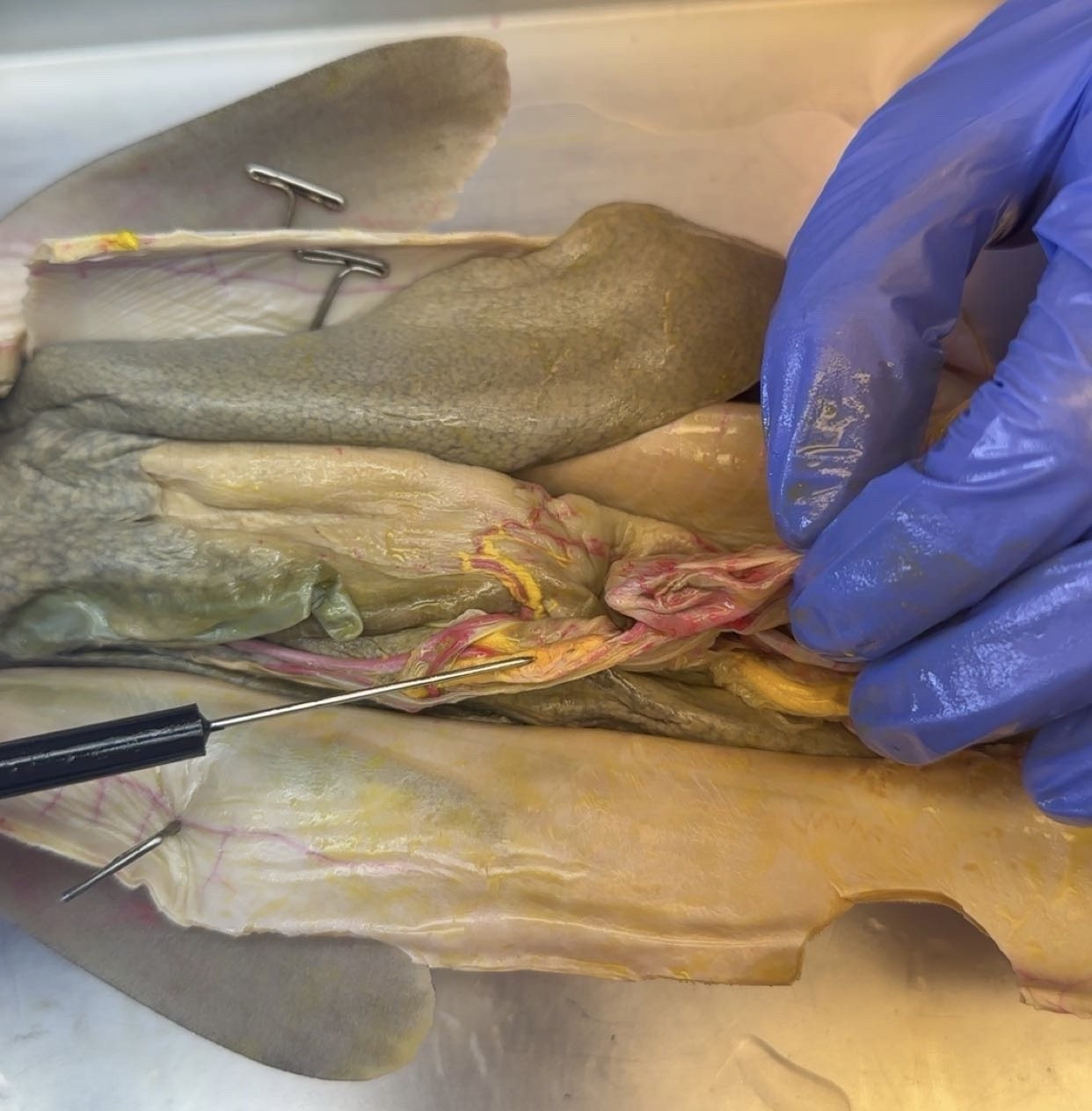 <p>what is this?</p>