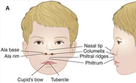 <p>Lip Anatomy </p>
