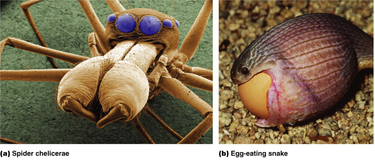<p>ingestion 3</p>