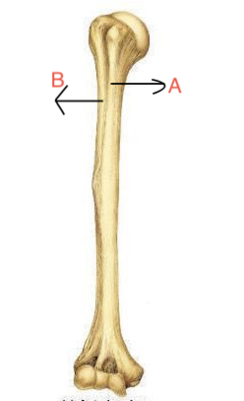 <p>A</p>