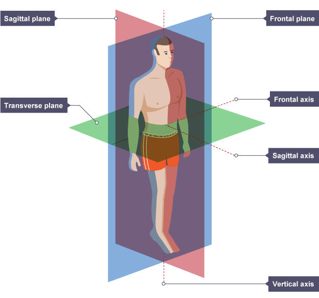 <p>vertical plane that divides body into left and right portions</p>