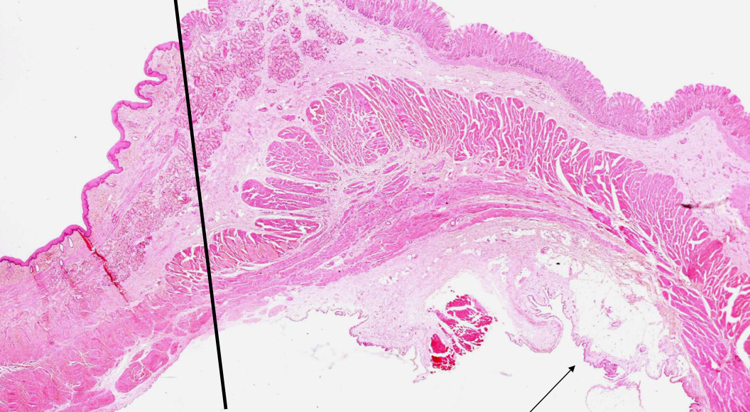 <p>preparaat en kleuring</p>