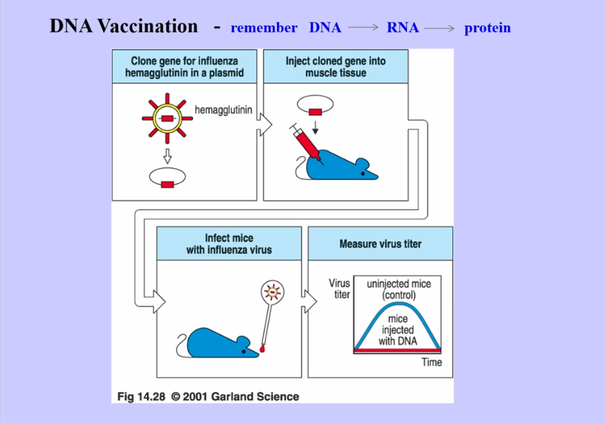 <p>DNA Vaccinations </p>